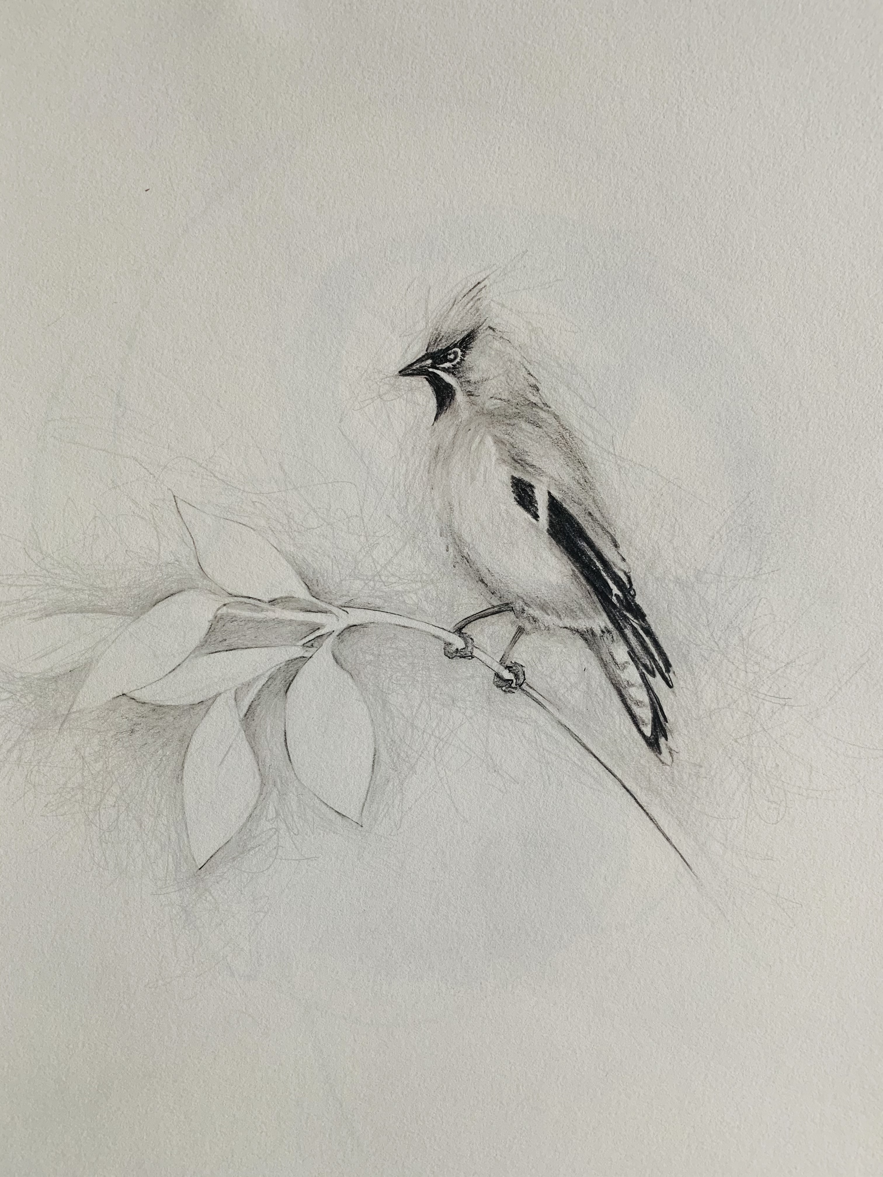 wilderness "Cedar Waxwing", 14" x 11", pencil drawing